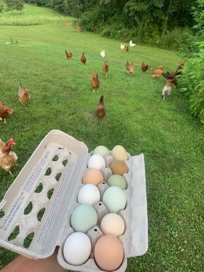 Eggs in All the Colors? Chicken’s Got Style!