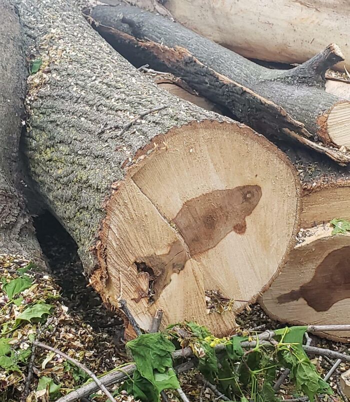 Wait Till You See These Wild Nature Pics That Totally Make You Go Whoa!