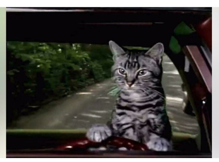 Who Remembers Toonces the Driving Cat? Chaos on Wheels!