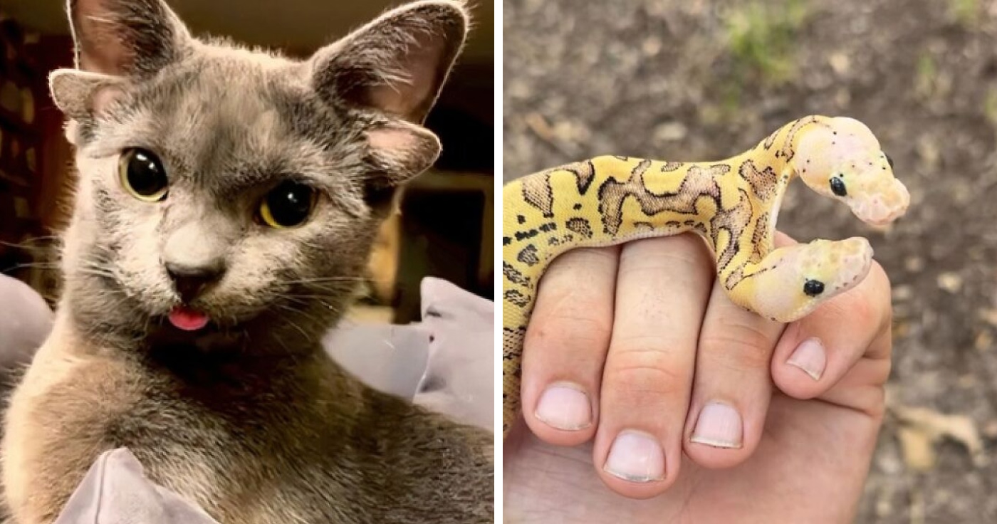 Wait Till You See These Animals With Genetic Mutations That Look Like They’re From Another Planet