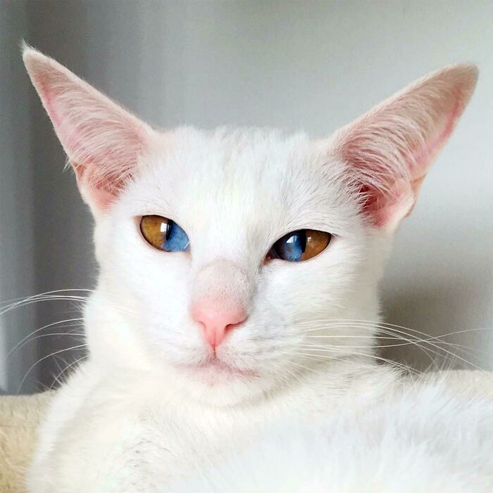 Olive the Cat Rocking a Wild Eye Color Split