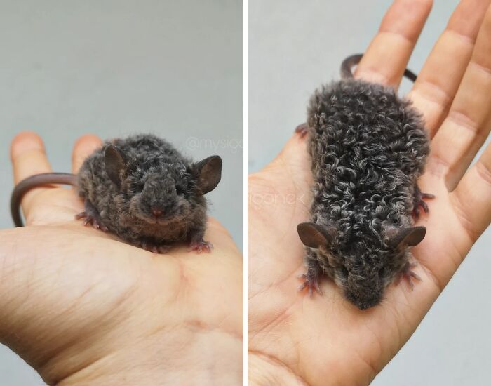 Shiny Blue Mouse Showing Off Its Bling