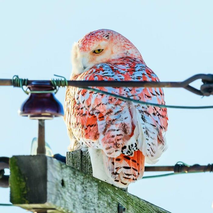 Orange Snowy Owl? Yes, Please!