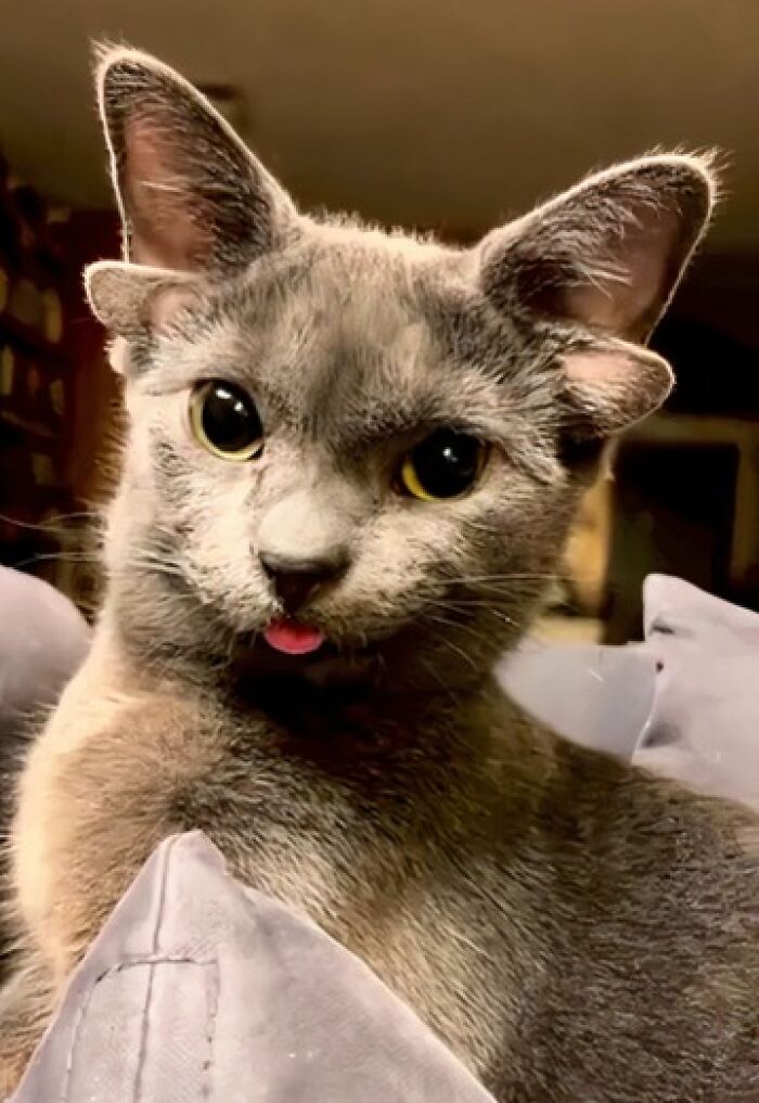 Cat With Double Ears? Double the Cute!