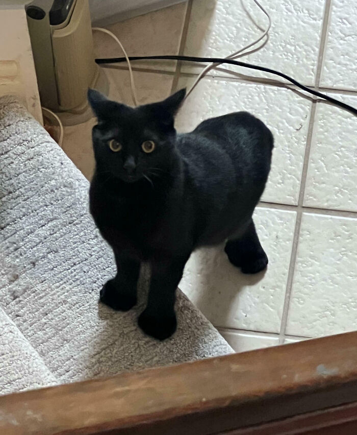 Meet the Animal World’s Most Majestic Toes