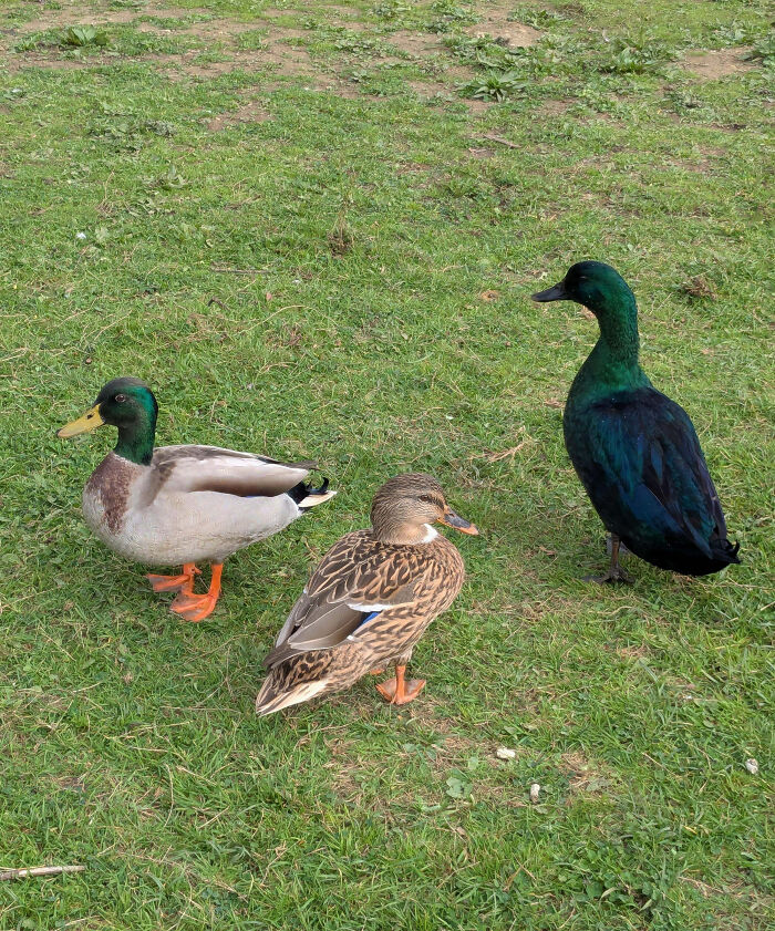 Shiny Mallard Duck That’s Out-Here Glowing