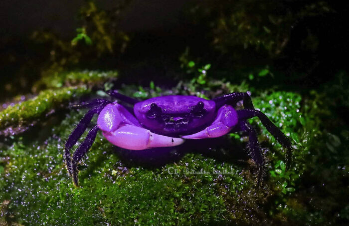 Purple Princess Crabs? Royalty Found!
