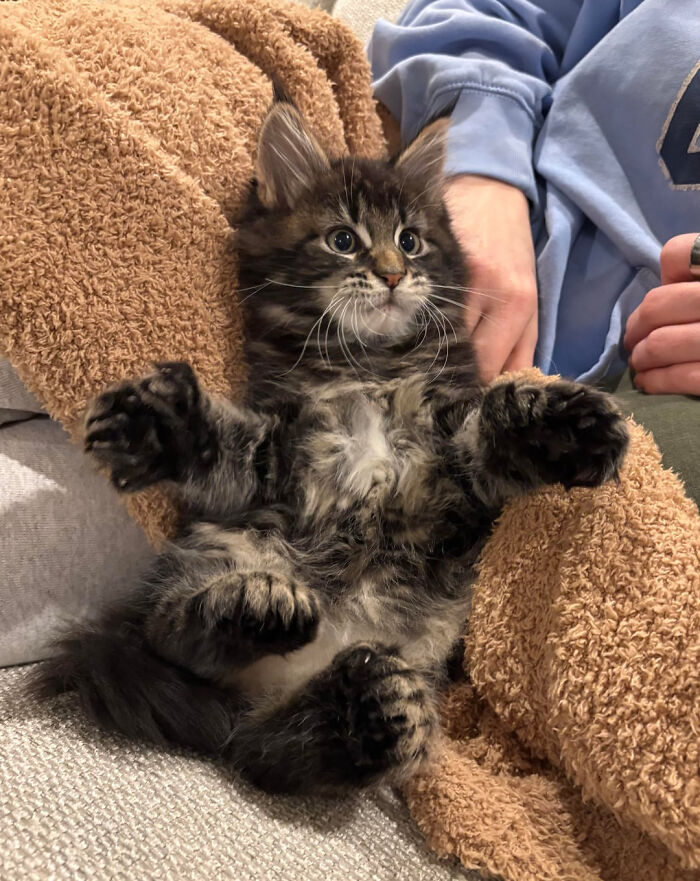 Chino: The Maine Coon Kitten With a Million Toes