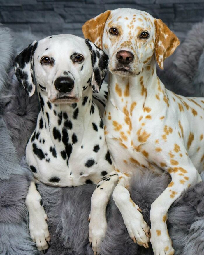 Lemon Dalmatian: The Sweetest Spotless Wonder