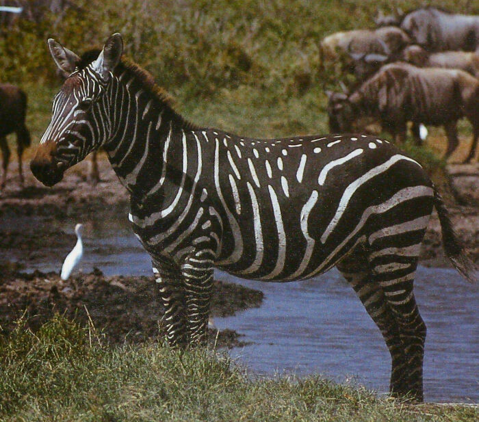 Zebras With Extra Ink: The Pseudomelanism Club
