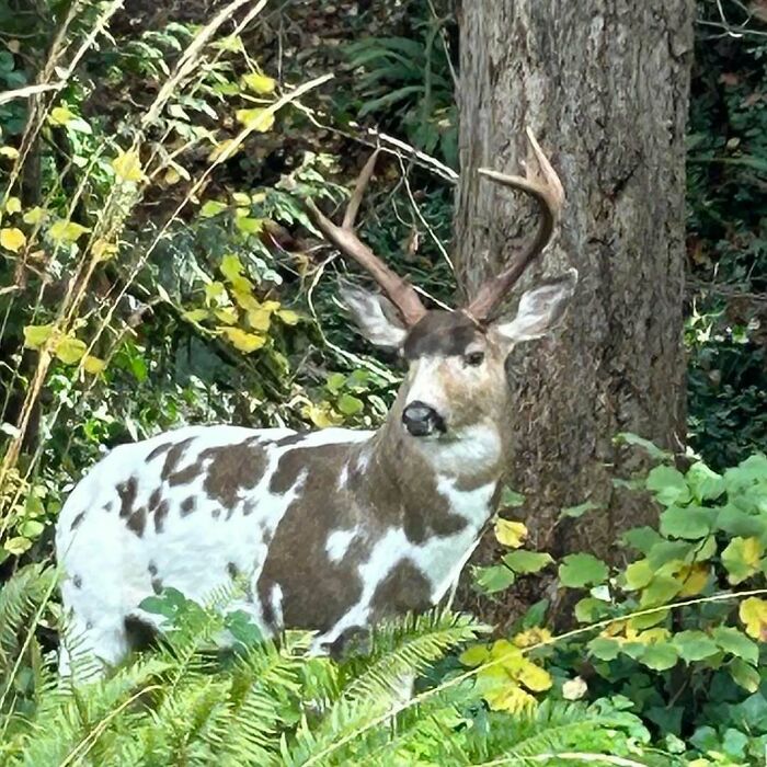 This Gorgeous Guy Just Hanging Out in the Forest