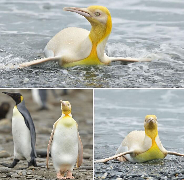 Yellow Penguin: When You Just Can't Wait For Summer