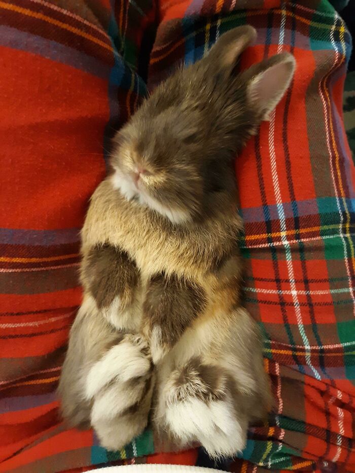 Waffles: The Blind Pup Who’s 100% Good Boy