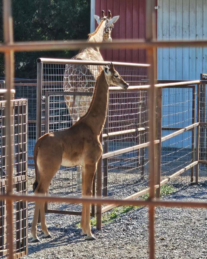 Spotless Giraffe: The Super Rare, Smooth Operator