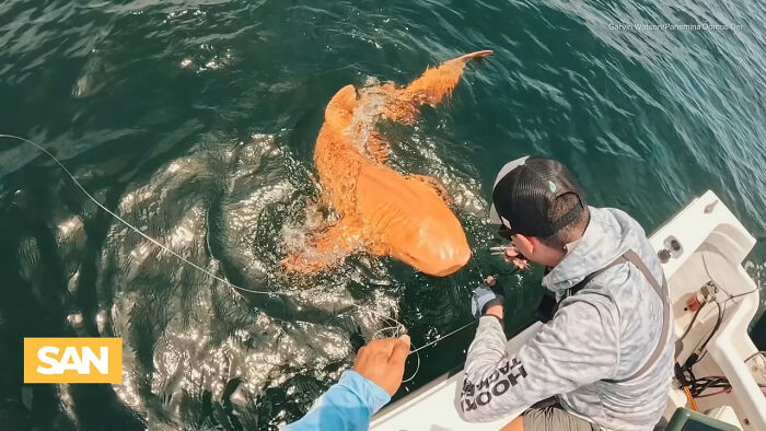 Rare Orange Shark: The Fish That Went Full Bold