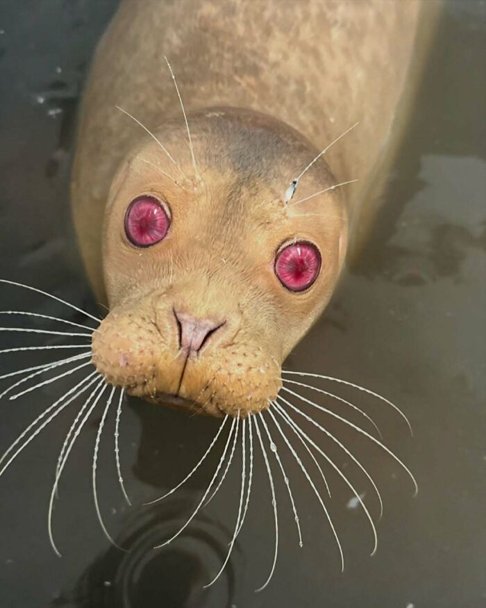 Albino Seals: The Snow White Circus of the Sea