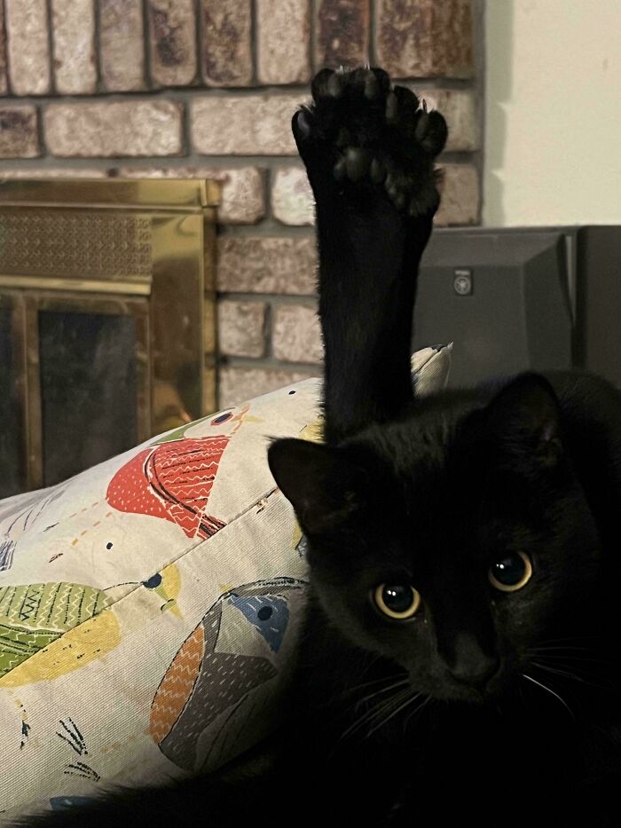 Liquorice The Cat Has A Serious Question — Probably About Snacks