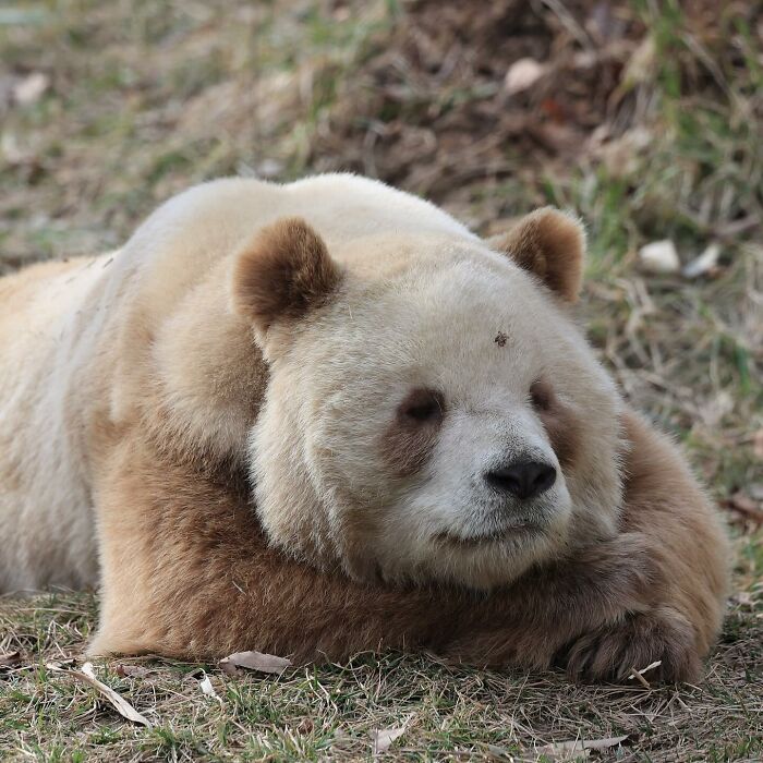 Sleepy Qizai: The Rare Brown Panda Who’s Too Cool for Black and White