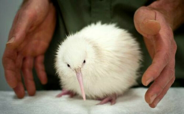 White Kiwi Chick: Baby Fluff Alert!