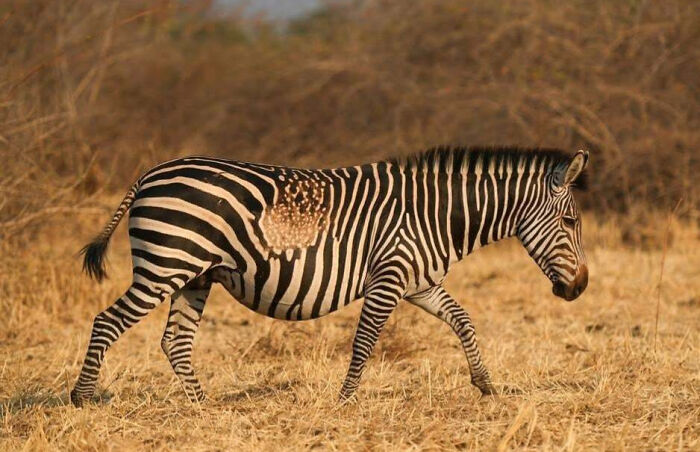 Invisible Zebra? This One’s Playing Hide and Seek