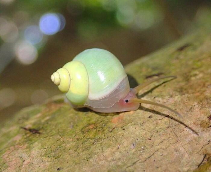 Blushing Snail Alert!