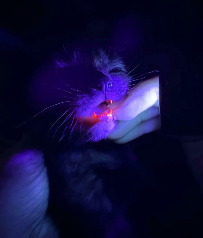 Cat With Teeth That Glow Pink Under Black Light. Yeah, Really.