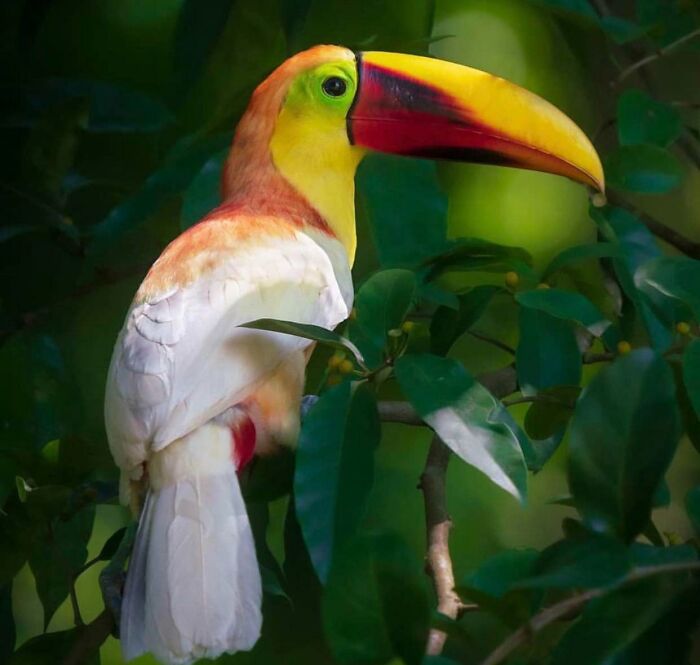Yellow-Throated Toucan Rockin’ the Leucism Look