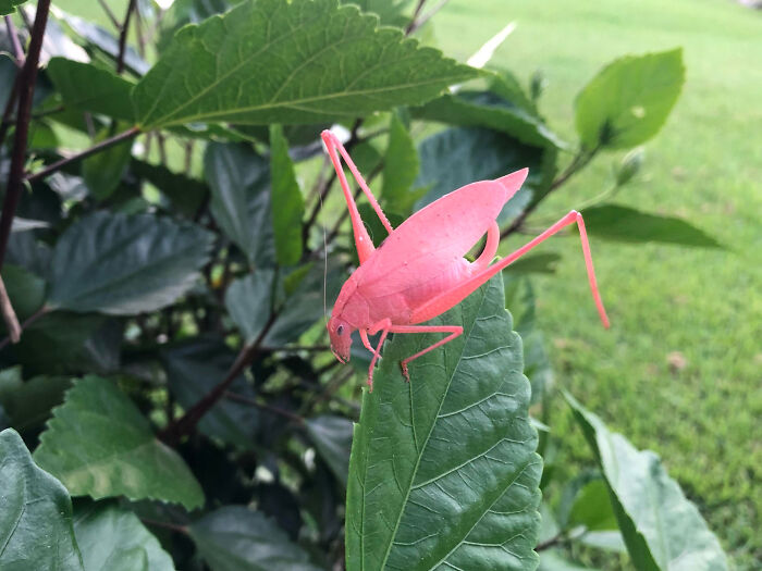 Albino Katydid Just Chillin’ on a Hibiscus