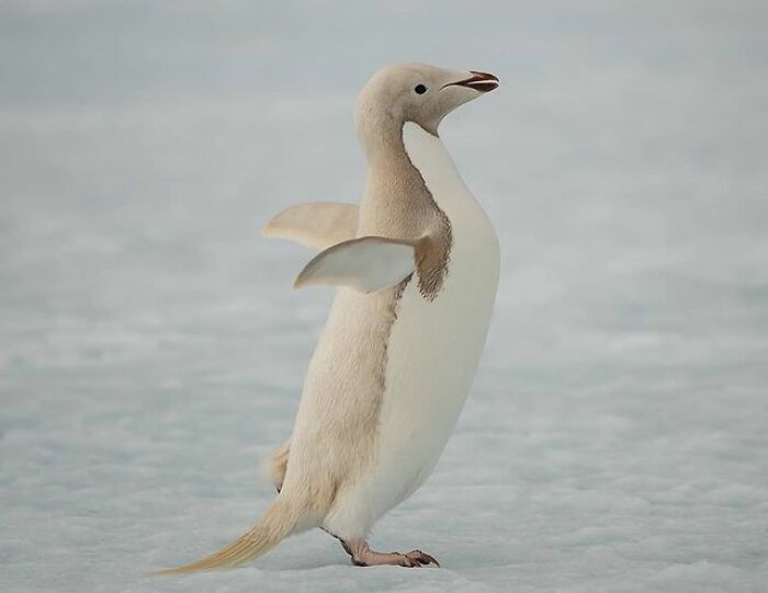 Adelie Penguin Wearing the Feather Dilution Look