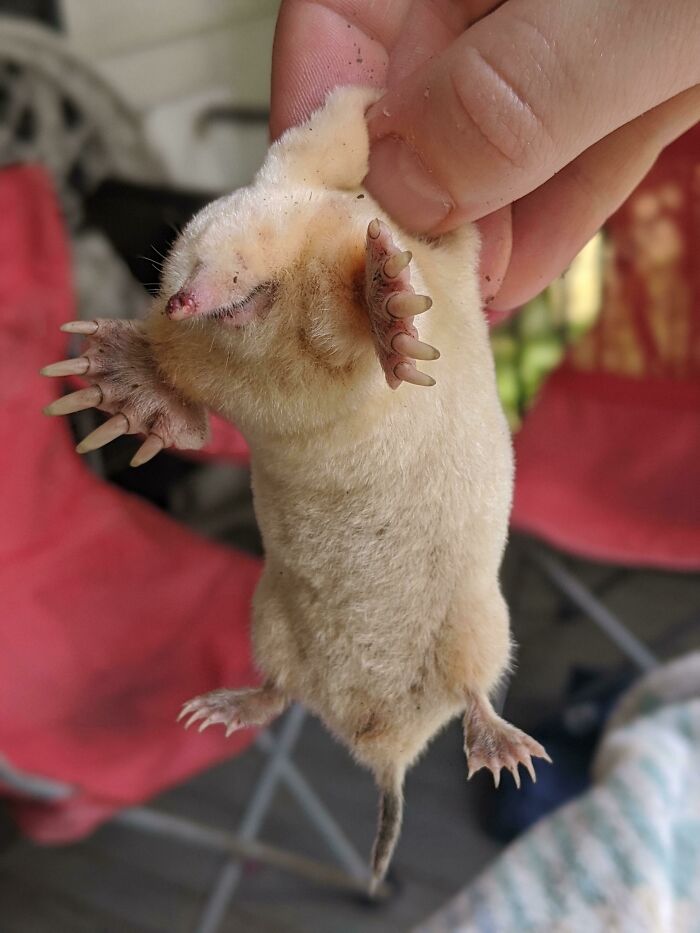 Albino Mole Popping Out of the Yard Like a Tiny Ghost