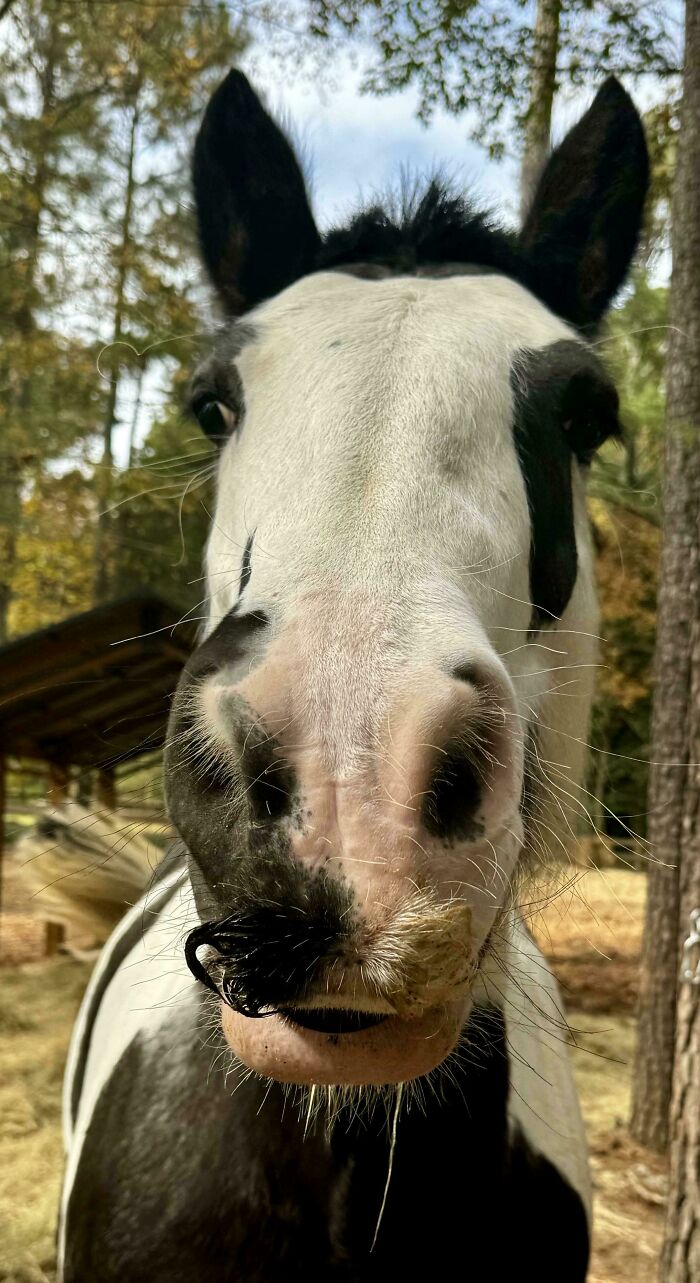 Horse with a Mustache That’s Got Its Own Style