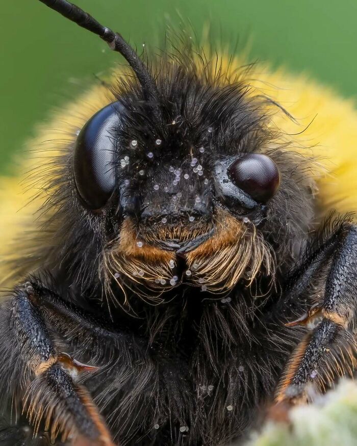 Mutant Bumble Bee Stack — Tiny but Totally Awesome