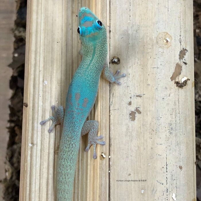 Blue Mutated Lizard: Ready for the Spotlight
