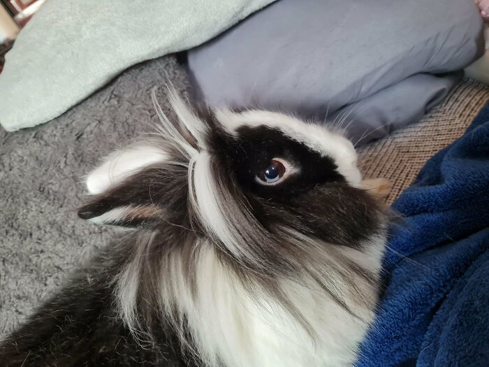 Blue or Brown Eyes? This Guy’s Got Both and It’s Mind-Boggling