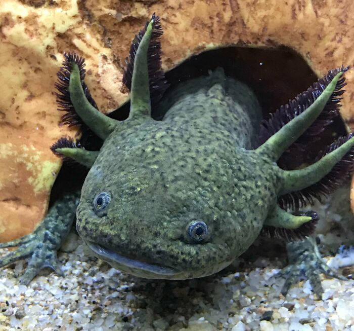 Wild Axolotl Showing Off Its Default Color in Style