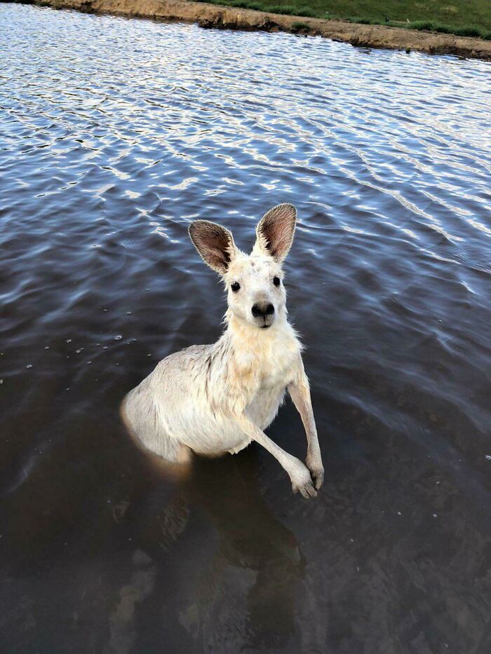 Shiny Kangaroo Taking a Bath and Looking Fabulous