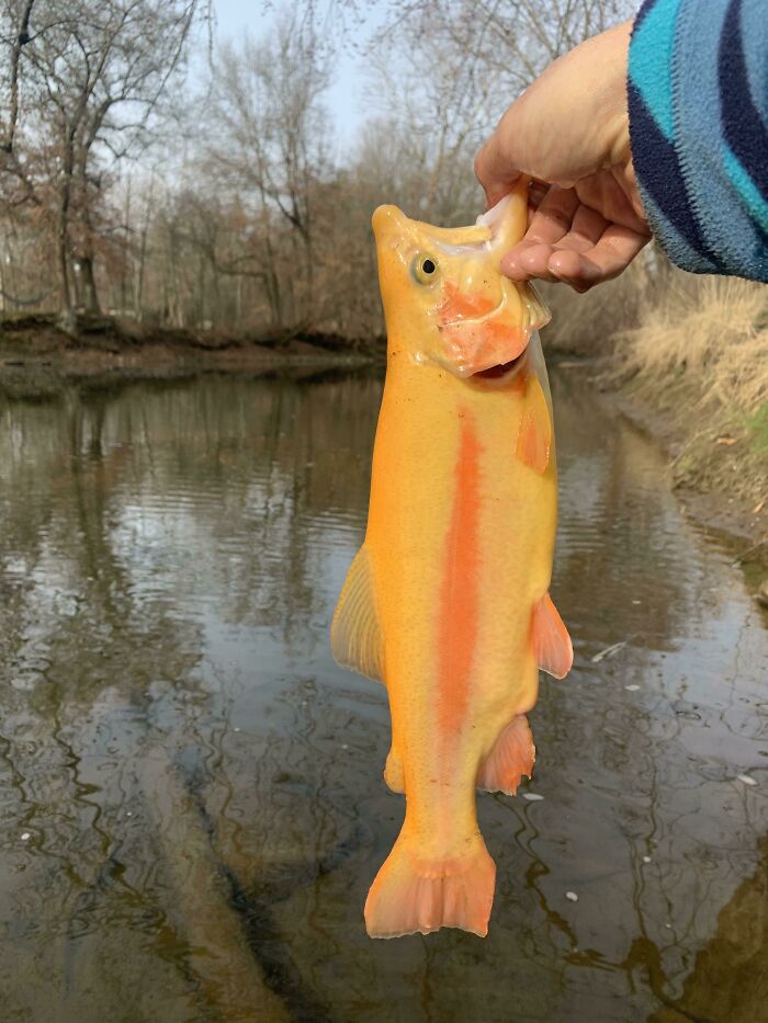Caught This One-in-a-Million Lucky Trout