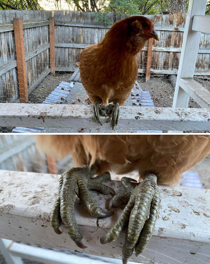 Five-Toe Chicken? This Bird’s Got Style We Didn’t Know Existed