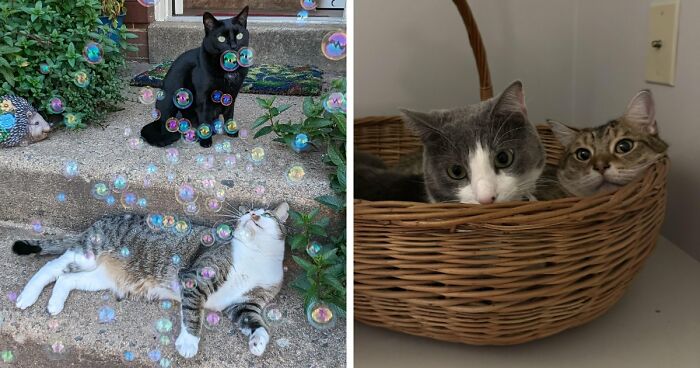 Meet The Mysterious Cat Council: Furry Felines Plotting Something (We Hope It’s Not World Domination)