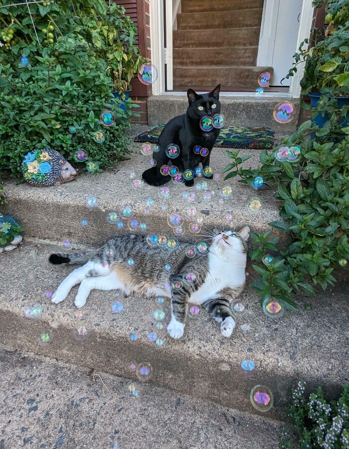 The Council Took a Break for Some Serious Bubble Popping