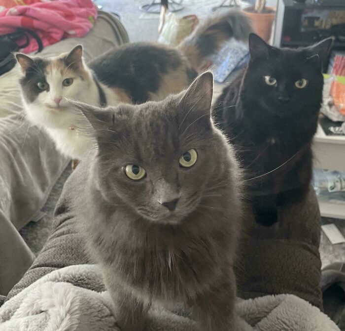 Watch Out—The Council Is Dropping The Coolest Cat Mixtape Ever