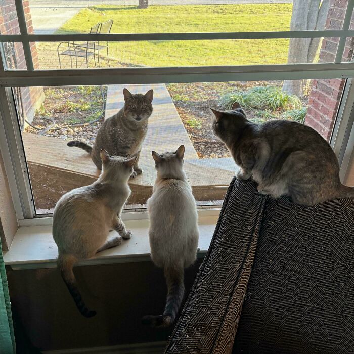 Council Summit With Neighboring Cats—Diplomacy or Drama?