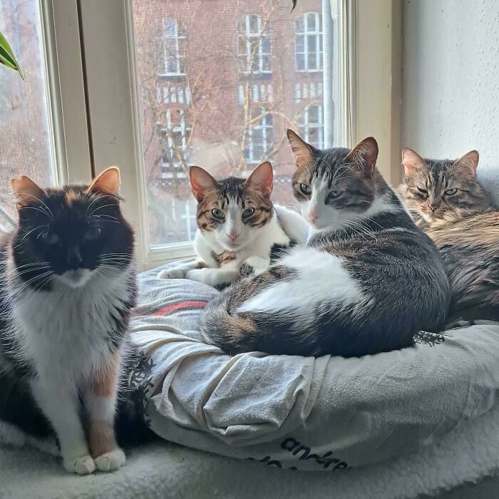 "Nothing Suspicious Here", Says The Council (Yeah, Right...)