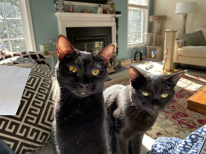 Got a Minute? The Council Needs to Vent About Treat Deficits