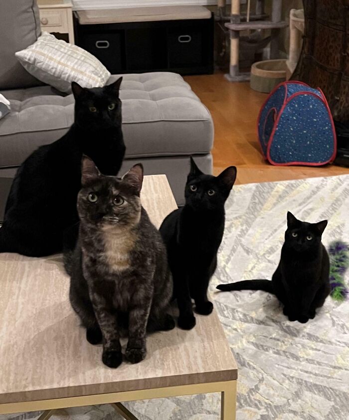 Lily and Her Edgy, Mysterious Void Army