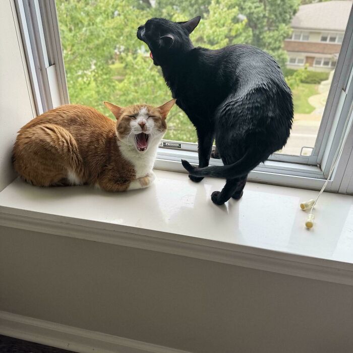 The Council Is Exhausted—All That Napping Took a Toll