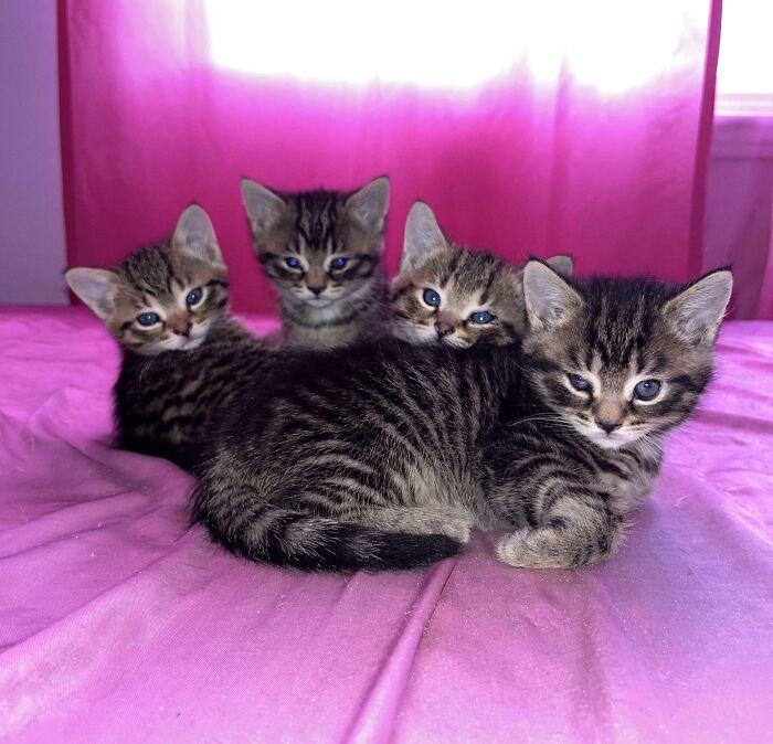 Seriously, What Do You Want From Us? The Council Asks