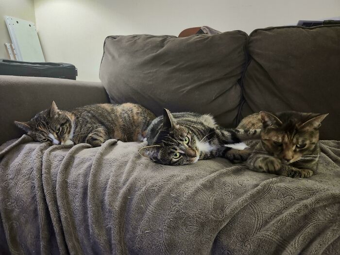 The Council Decided It’s Officially Cat Nap O’Clock