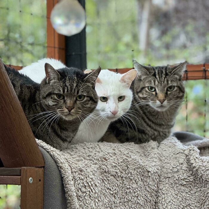 The Council Refuses to Leave the Cozy Catio No Matter How Cold It Gets