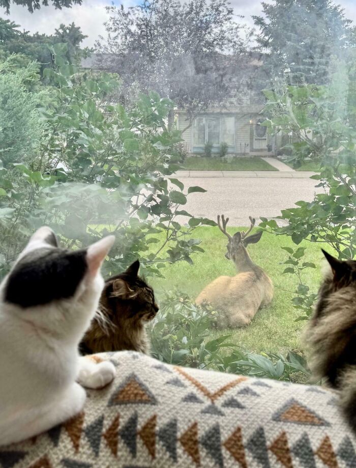 A Surprise Visitor Joins the Council—Now What?